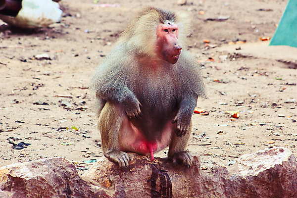 포토 JPG 해외이미지 동물 계절 공원 아시아 여행 백그라운드 포유류 아프리카 자연 생물 동물원 이집트 종류 미술 사람없음 야외 반려동물 환경 원숭이 황무지 숲 모피 유인원 포트폴리오 해외202004 해외포토 공공시설 나라 문화예술 생태계 파일형식 이미지허브