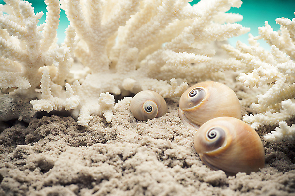 포토 JPG 해외이미지 별 모래 바다 백그라운드 컨셉 자연 불가사리 프레임 해변 사람없음 여름 햇빛 껍질 흰색 산호 심볼 오브젝트 기념품 태평양 가리비 고립 해외202004 해외포토 자연요소 계절 컬러 조개 극피동물 태양 자포동물 생태계 파일형식 이미지허브