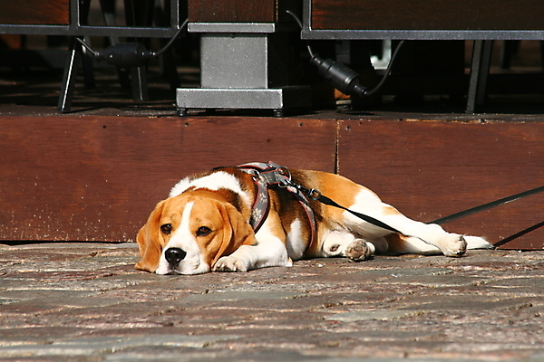 포토 JPG 해외이미지 동물 남자 얼굴 새끼 포즈 포유류 발 휴식 피곤 앉기 사람없음 반려동물 햇빛 태양 쌓기 귀여움 개 달콤 사냥 사냥개 비글 송곳니 기르기 해외202004 해외포토 자연요소 컨셉 모션 사람 신체부위 맛 치아 돌봄 파일형식 이미지허브