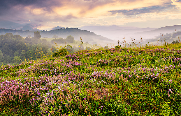 포토 JPG 해외이미지 식물 꽃 밭 자연 하늘 산 풍경 경사 사람없음 야외 여름 빛 일출 보라색 새벽 카펫 안개 시골 분위기 허브 언덕 산등성이 상승 지역 향료 층 자원 산악지대 백리향 뿌연 정교 해외202004 해외포토 자연요소 계절 컬러 컨셉 농업 날씨 노을 생태계 향기 냄새 파일형식 이미지허브