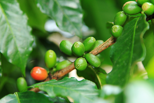 포토 JPG 해외이미지 나무 식물 열매 커피 잎 과일 콩 사람없음 빨간색 농작물 농장 성장 나뭇가지 유기농 내추럴 숙성 아라비카 해외202004 해외포토 웰빙 음료 컬러 농업 곡류 파일형식 이미지허브