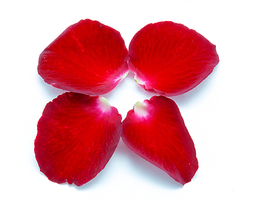 포토 JPG 해외이미지 식물 디자인 배너 기념일 꽃잎 꽃 결혼 백그라운드 컨셉 꽃무늬 자연 휴가 발렌타인데이 선물 사랑 사람없음 장식 빨간색 장미 축하 인사 신선 신용카드 생일 오브젝트 싱글 질감 내추럴 고립 해외202004 해외포토 감정 컬러 무늬 데이이벤트 이벤트 금융 예절 생태계 파일형식 이미지허브