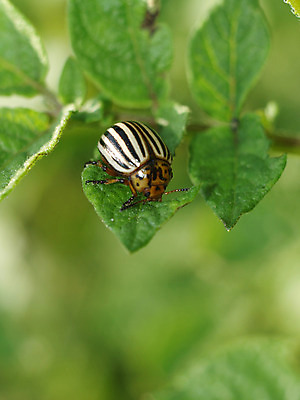 포토 JPG 해외이미지 동물 계절 문화 곤충 잎 밭 농업 채소 자연 감자 안테나 사람없음 야외 빨간색 초록색 여름 농작물 농장 노란색 정원 검은색 줄무늬 손상 터치 흰색 시골 원주민 닫기 먹기 딱정벌레 준비 원예 날것 장면 욕심 양발 콜로라도 못생김 해외202004 해외포토 식물 산업 컬러 컨셉 무늬 통신 모션 취미 미국 아프리카인 생태계 파일형식 이미지허브