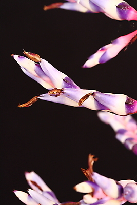 포토 JPG 해외이미지 식물 꽃 자연 사람없음 빨간색 파란색 보라색 개화 상록수 브라질 스파이크 영원 해외202004 해외포토 컬러 남아메리카 생태계 파일형식 이미지허브