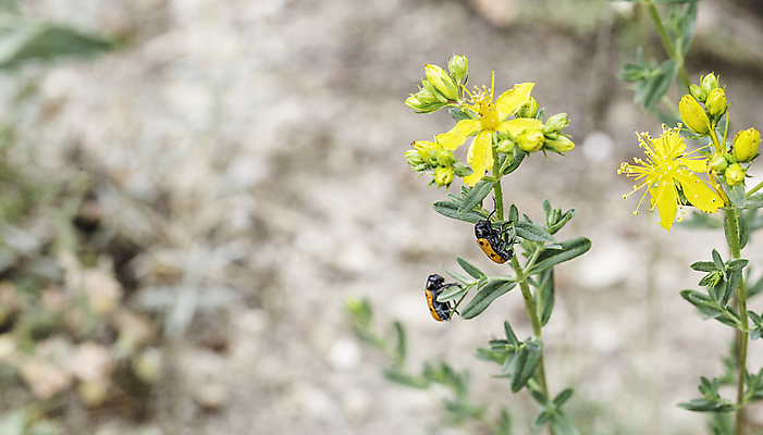 포토 JPG 해외이미지 식물 동물 공원 꽃잎 꽃 야생동물 나비 곤충 꽃무늬 날개 오렌지 자연 사람없음 빨간색 초록색 여름 노란색 정원 보라색 검은색 봄 벚꽃 흰색 벌레 꿀벌 숲 수분 벌 수집 무당벌레 꽃가루 개미 꿀 동물상 해외202004 해외포토 계절 공공시설 컬러 무늬 과일 조형물 벌_곤충 가루 생태계 파일형식 이미지허브
