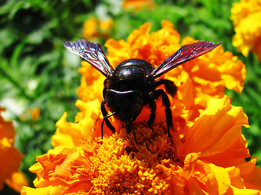 포토 JPG 해외이미지 꽃잎 오렌지 자연 아침 사람없음 노란색 검은색 수집 꽃가루 꿀 해외202004 해외포토 주간 꽃 컬러 과일 가루 생태계 파일형식 이미지허브