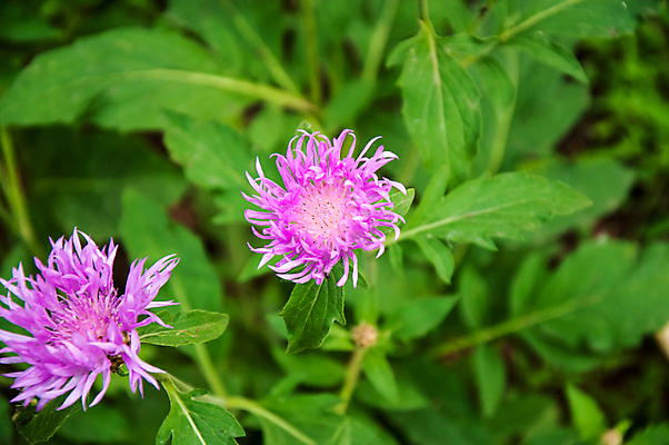 포토 JPG 해외이미지 식물 계절 꽃잎 꽃 꽃다발 백그라운드 잎 꽃무늬 밭 자연 사람없음 장식 초록색 여름 파란색 정원 봄 성장 벚꽃 흰색 신선 달콤 오브젝트 꽃가루 내추럴 고립 수레국화 해외202004 해외포토 컬러 무늬 농업 맛 가루 생태계 파일형식 이미지허브