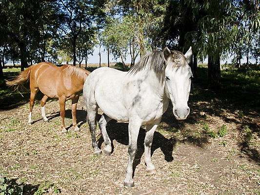 포토 JPG 해외이미지 동물 응시 물결 밭 농업 포유류 하늘 사람없음 빨간색 농장 갈색 머리 목장 입 닫기 승차 큼 즐거움 꼬리 갈기 망아지 굴레 해외202004 해외포토 시선 감정 산업 새끼 컬러 모션 신체부위 말_동물 크기 파일형식 이미지허브