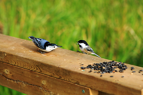 포토 JPG 해외이미지 나무 동물 공원 야생동물 캐나다 날개 자연 조류 씨앗 앉기 사람없음 야외 옆모습 검은색 회색 흰색 나뭇가지 관찰 닫기 잡지 숲 작음 깃털 묘사 부리 나무껍질 동물상 앨버타 해외202004 해외포토 식물 공공시설 뷰포인트 컬러 북아메리카 모션 간행물 조형물 껍질 크기 생태계 파일형식 이미지허브
