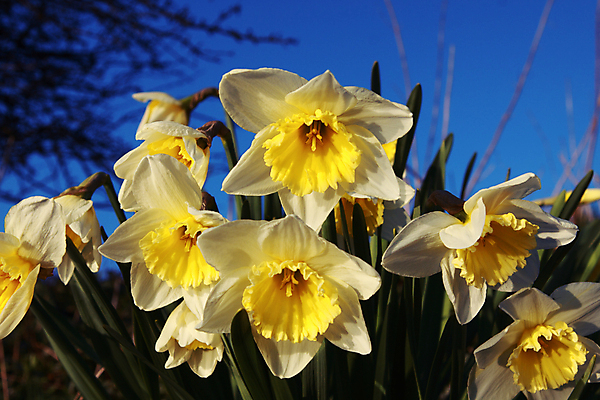 포토 JPG 해외이미지 모양 나무 식물 응시 계절 꽃 행복 자연 하늘 사람없음 초록색 파란색 컬러풀 태양 노란색 봄 나뭇가지 즐거움 부드러움 수선화 내추럴 해외202004 해외포토 자연요소 시선 감정 컬러 감각 생태계 파일형식 이미지허브