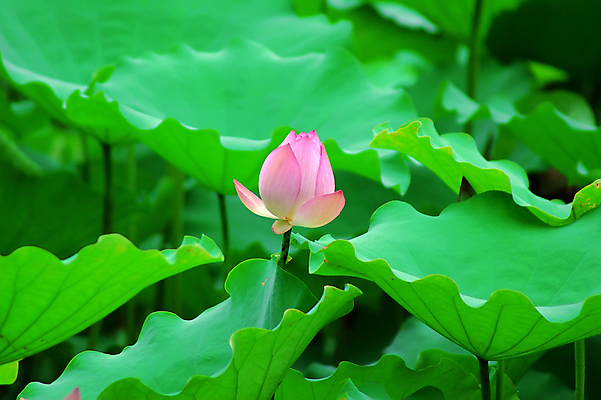 포토 JPG 해외이미지 연꽃 사람없음 눈송이 감사 해외202004 해외포토 꽃 감정 눈_날씨 파일형식 이미지허브