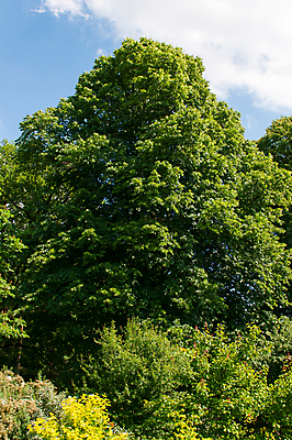 포토 JPG 해외이미지 나무 식물 공원 잎 자연 풍경 사람없음 목재 환경 정원 시골 황무지 숲 내추럴 해외202004 해외포토 공공시설 재료 생태계 파일형식 이미지허브
