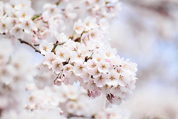 포토 JPG 해외이미지 주간 사람없음 야외 아웃포커스 봄 벚꽃 해외202004 해외포토 자연요소 계절 꽃 촬영기법 파일형식 이미지허브