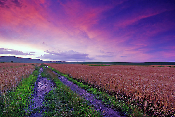 포토 JPG 해외이미지 식물 구름 계절 도로 길 밭 농업 오렌지 자연 하늘 추상 풍경 사람없음 초록색 여름 컬러풀 태양 농장 노란색 일출 환경 일몰 수확 시골 황금 저녁 땅 시리얼 밀 언덕 먼지 장면 지역 내추럴 넘어짐 땅바닥 방법 숙성 호밀 수평선 해외202004 해외포토 자연요소 산업 음식 컬러 무늬 과일 교통시설 모션 곡류 바닥 노을 야간 생태계 파일형식 이미지허브