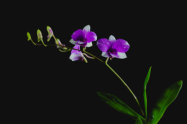 포토 JPG 해외이미지 식물 계절 꽃잎 꽃 백그라운드 잎 꽃무늬 자연 사람없음 장식 빨간색 파란색 빛 태양 노란색 머리 정원 보라색 봄 벚꽃 흰색 신선 개화 다발 제비꽃 부드러움 내추럴 비올라 해외202004 해외포토 자연요소 컬러 무늬 신체부위 감각 생태계 파일형식 찰현악기 이미지허브