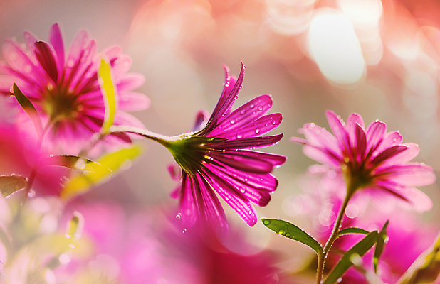 포토 JPG 해외이미지 꽃잎 꽃 백그라운드 잎 꽃무늬 밭 자연 사람없음 초록색 여름 정원 봄 벚꽃 신선 묘사 원예 질감 내추럴 해외202004 해외포토 식물 계절 컬러 무늬 농업 취미 생태계 파일형식 이미지허브