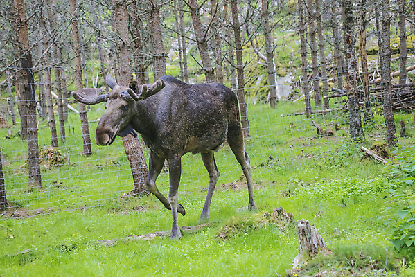 포토 JPG 해외이미지 동물 공원 야생동물 밭 포유류 자연 초식동물 사슴 털 뿔 풍경 사람없음 야외 갈색 숲 큼 먹기 북쪽 전국 해외202004 해외포토 공공시설 컬러 농업 모션 크기 방향 생태계 파일형식 이미지허브