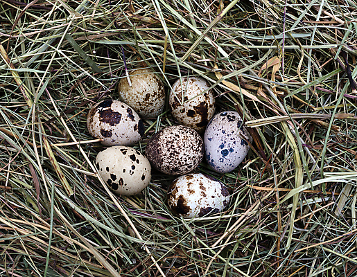 포토 JPG 해외이미지 음식 백그라운드 농업 다이어트 재료 부활절 사람없음 계란 치킨 오픈 닫기 둥지 볏짚 오브젝트 생물학 내추럴 점심식사 단백질 메추리 해외202004 해외포토 교육 기념일 산업 모션 건강 알 식사 짚 닭고기요리 영양소 파일형식 이미지허브