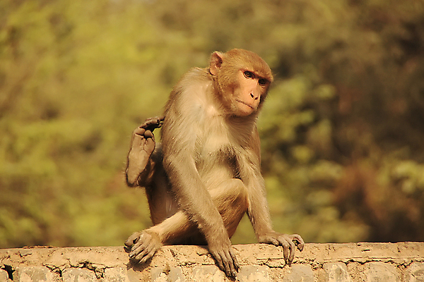 포토 JPG 해외이미지 나무 동물 커플 아시아 야생동물 여행 포유류 놀이 지붕 거리 버스 바나나 앉기 동양인 사람없음 울타리 도시풍경 쌓기 걷기 당근 원숭이 도시 인도인 먹기 하품 몸단장 국회 그만 해외202004 해외포토 외국인 식물 나라 육상교통 과일 관계 모션 대중교통 뿌리채소 인종 풍경 담장 생리현상 파일형식 이미지허브