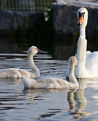 포토 JPG 해외이미지 응시 호수 어린이 오렌지 가족 조류 병아리 손잡이 사람없음 물 머리 검은색 수영 힘 회색 흰색 자신감 먹기 깃털 백조 목 계산서 돌봄 벙어리 해외202004 해외포토 자연요소 동물 시선 감정 컬러 과일 관계 모션 사람 신체부위 수상스포츠 파일형식 이미지허브