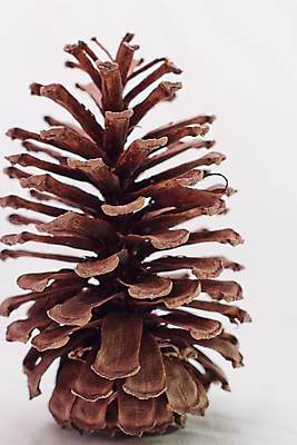 포토 JPG 해외이미지 나무 식물 자연 사람없음 소나무 숲 원뿔 내추럴 동물상 해외202004 해외포토 도형 조형물 생태계 파일형식 이미지허브