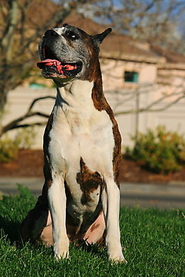 포토 JPG 해외이미지 동물 공원 남자 자연 하늘 경비 앉기 사람없음 야외 파란색 반려동물 갈색 검은색 시골 개 강아지 보호 숲 경계 보안 해외202004 해외포토 공공시설 컬러 컨셉 포유류 모션 안전 사람 생태계 파일형식 이미지허브