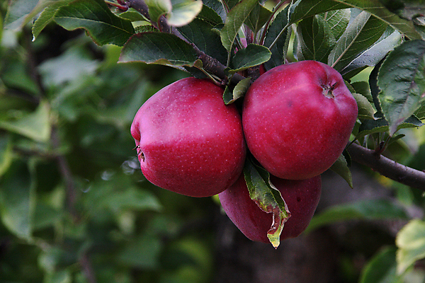 포토 JPG 해외이미지 나무 식물 음식 줄기 잎 농업 다이어트 과일 자연 디저트 건강 사람없음 빨간색 초록색 여름 농장 농경지 맑음 수확 가을 신선 사과 다발 유기농 밭일 생태학 숙성 채식주의자 타르트 해외202004 해외포토 웰빙 계절 교육 산업 빵 컬러 날씨 생태계 채식 파이_빵 파일형식 이미지허브