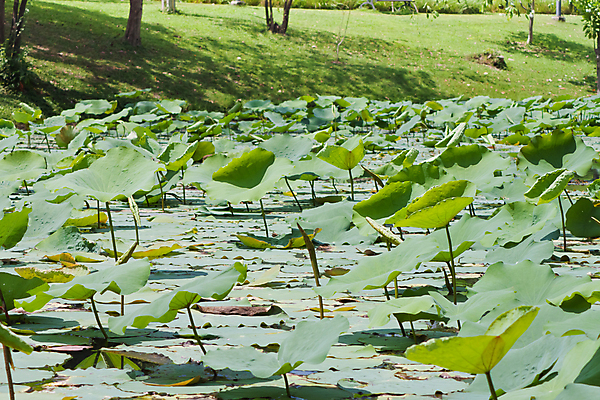 포토 JPG 해외이미지 식물 계절 꽃잎 꽃 호수 분홍색 잎 자연 연꽃 풍경 사람없음 빨간색 초록색 물 여름 반사 평화 귀여움 환경 정원 보라색 봄 벚꽃 연못 신선 우아함 백합 당구 심볼 순수 묘사 만족 반대 내추럴 해외202004 해외포토 자연요소 감정 컬러 컨셉 구기 생태계 파일형식 이미지허브