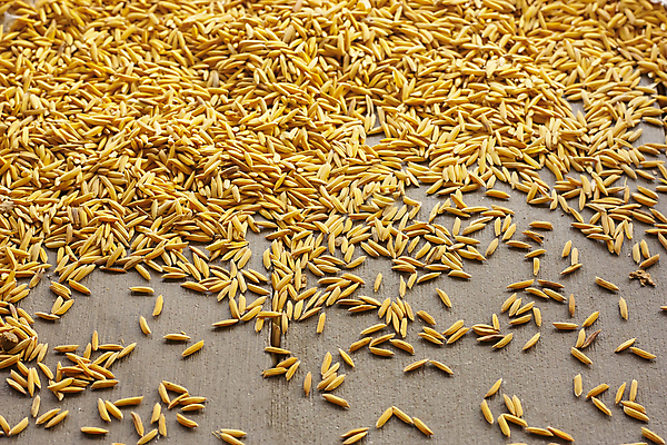 포토 JPG 해외이미지 식물 산업 음식 백그라운드 농업 가방 재료 자연 밥 건조 씨앗 사람없음 목재 농작물 농장 갈색 노란색 숟가락 수확 성장 황금 농부 낟알 시리얼 가득함 오브젝트 유기농 날것 자루 결 섬유 내추럴 논밭 생태학 숙성 해외202004 해외포토 나무 직업 웰빙 잡화 교육 컬러 무늬 밭 논 수저 직물 생태계 파일형식 이미지허브