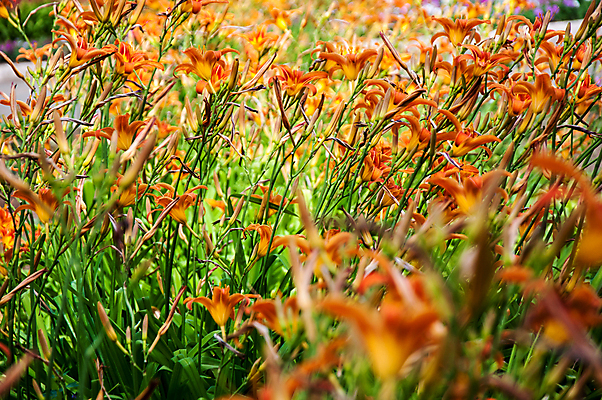 포토 JPG 해외이미지 식물 디자인 꽃잎 꽃 분홍색 꽃다발 백그라운드 잎 꽃무늬 자연 선물 미술 사람없음 장식 빨간색 여름 벚꽃 흰색 백합 내추럴 해외202004 해외포토 계절 컬러 무늬 문화예술 생태계 파일형식 이미지허브