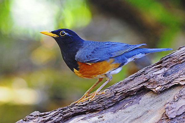 포토 JPG 해외이미지 야생동물 오렌지 태국 자연 조류 동양인 사람없음 초록색 컬러풀 머리 환경 검은색 나뭇가지 막대기 가시 보호 척추 녹색배경 생태학 해외202004 해외포토 나무 동물 교육 아시아 컬러 백그라운드 컨셉 과일 뼈 인종 신체부위 생태계 파일형식 이미지허브