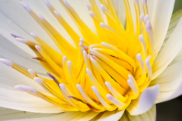 포토 JPG 해외이미지 식물 공원 꽃 아시아 호수 백그라운드 꽃무늬 자연 연꽃 사람없음 초록색 물 여름 노란색 벚꽃 흰색 연못 개화 우아함 백합 큼 꽃가루 완벽 해외202004 해외포토 자연요소 계절 공공시설 나라 컬러 컨셉 무늬 크기 가루 생태계 파일형식 이미지허브