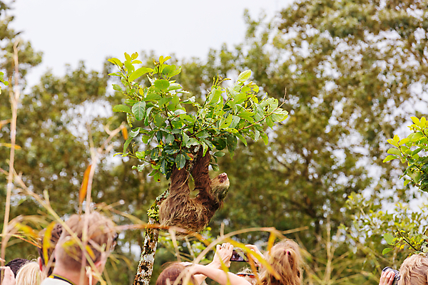 포토 JPG 해외이미지 나무 동물 응시 행복 얼굴 야생동물 생물 따뜻함 사람없음 반려동물 갈색 미국 관찰 최고 닫기 달콤 숲 크루즈 열대우림 모피 팔 느림 남쪽 해외202004 해외포토 식물 시선 감정 컬러 북아메리카 배_교통 모션 신체부위 맛 방향 파일형식 이미지허브