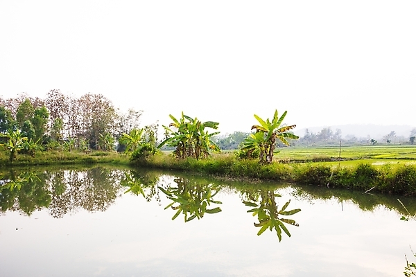 포토 JPG 해외이미지 나무 구름 호수 밭 하늘 밥 바나나 사람없음 물 반사 시골 카피스페이스 해외202004 해외포토 자연요소 식물 음식 농업 과일 공백 파일형식 이미지허브