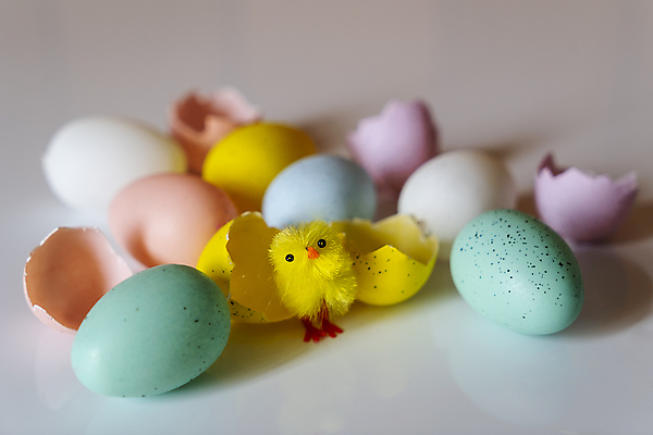 포토 JPG 해외이미지 동물 전통 계절 행복 음식 백그라운드 자연 조류 휴가 병아리 사람없음 장식 초록색 컬러풀 농장 노란색 치킨 봄 흰색 축하 아기 신생아 달콤 작음 4월 심볼 깃털 부활절계란 부드러움 솜털 고립 암탉 해외202004 해외포토 감정 컬러 컨셉 농업 부활절 사람 계란 닭 감각 날짜 맛 크기 암컷 생태계 닭고기요리 파일형식 이미지허브