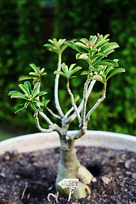 포토 JPG 해외이미지 나무 식물 컨셉 잎 자연 새로움 사람없음 초록색 새싹 환경 봄 활발 성장 흰색 나뭇가지 신선 작음 시작 유기농 뿌리 내추럴 개발 생태학 엘리먼트 생존 세련 해외202004 해외포토 웰빙 계절 교육 컬러 크기 생태계 파일형식 이미지허브