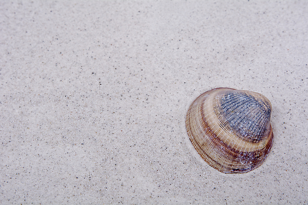 포토 JPG 해외이미지 계절 선 모래 바다 여행 백그라운드 컨셉 패턴 텍스트 자연 벽지 휴가 사람없음 여름 모래사장 갈색 노란색 우주 줄무늬 껍질 닫기 심볼 사인 질감 해외202004 해외포토 컬러 무늬 모션 생태계 파일형식 이미지허브