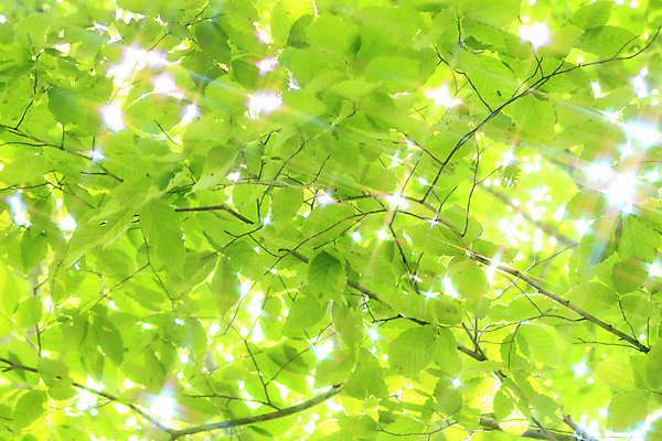 포토 JPG 해외이미지 나무 계절 잎 자연 사람없음 야외 목재 초록색 봄 신선 숲 생태계 해외202004 해외포토 식물 컬러 재료 파일형식 이미지허브