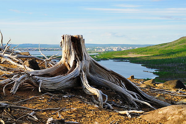 포토 JPG 해외이미지 나무 식물 호수 자연 산 건조 풍경 사람없음 목재 환경 죽음 숲 언덕 부식 뿌리 타운 교외 생태학 옛날 해외202004 해외포토 교육 재료 도시 생태계 파일형식 이미지허브