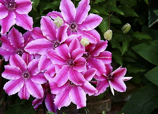 포토 JPG 해외이미지 식물 꽃잎 꽃 분홍색 사람없음 야외 정원 줄무늬 다발 원예 해외202004 해외포토 컬러 무늬 취미 파일형식 이미지허브