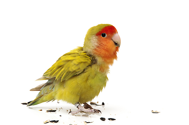 포토 JPG 해외이미지 동물 척추동물 백그라운드 자연 조류 앉기 사람없음 빨간색 초록색 반려동물 컬러풀 흰색 작음 깃털 부리 앵무새 강렬 고립 이국적 해외202004 해외포토 컬러 모션 크기 생태계 파일형식 이미지허브