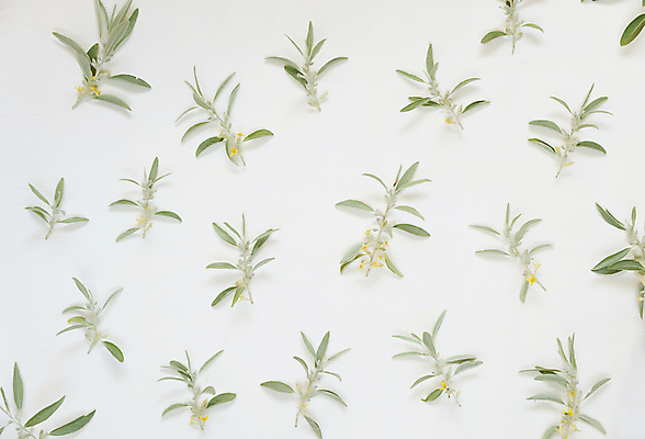 포토 JPG 해외이미지 꽃 백그라운드 잎 자연 사람없음 초록색 빛 노란색 우주 흰색 나뭇가지 작음 수집 허브 질감 고립 많음 해외202004 해외포토 나무 식물 컬러 컨셉 크기 생태계 파일형식 이미지허브