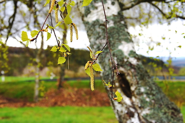 포토 JPG 해외이미지 사람없음 꽃가루 해외202004 해외포토 가루 파일형식 이미지허브