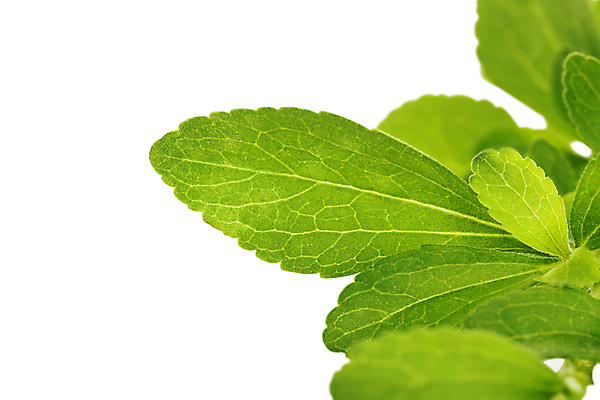 포토 JPG 해외이미지 스튜디오촬영 식물 백그라운드 잎 다이어트 재료 건강 식이요법 요리 사람없음 가로 초록색 활발 흰색 나뭇가지 신선 달콤 설탕 허브 묘사 흰배경 유기농 향 내추럴 보충 강렬 고립 교체 당뇨병 영양분 카피스페이스 그리너리 해외202004 해외포토 나무 웰빙 컬러 컨셉 실내 공백 맛 질병 파일형식 트랜드컬러 이미지허브