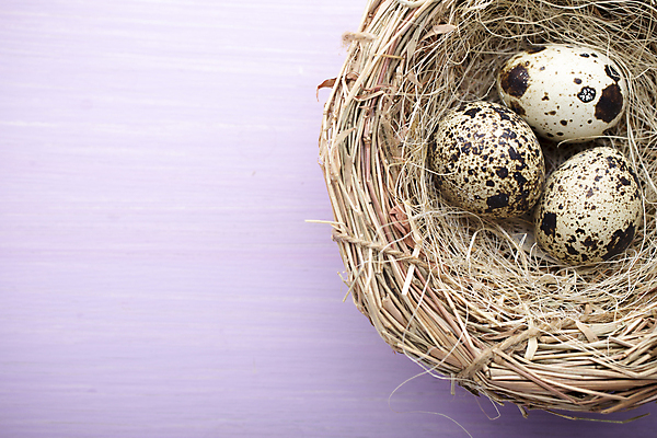 포토 JPG 해외이미지 동물 계절 음식 백그라운드 자연 부활절 사람없음 목재 장식 갈색 계란 봄 점 그룹 둥지 작음 먹기 심볼 오브젝트 유기농 날것 밀짚 메추리 해외202004 해외포토 나무 웰빙 기념일 컬러 재료 모션 알 짚 크기 생태계 파일형식 이미지허브