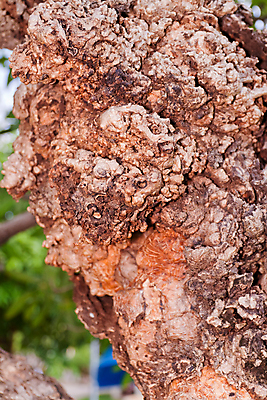 포토 JPG 해외이미지 모양 나무 식물 공원 줄기 낙엽 자연 날씨 추상 건조 골격 서기 사람없음 야외 목재 세로 갈색 노란색 환경 맑음 손상 슬픔 가을 나뭇가지 죽음 막대기 황무지 좌절 고독 숲 큼 무서움 나무껍질 가뭄 내추럴 나쁜 벌거벗은 수목 썩음 옛날 해외202004 해외포토 계절 공공시설 감정 컬러 컨셉 잎 무늬 재료 모션 껍질 크기 생태계 파일형식 이미지허브