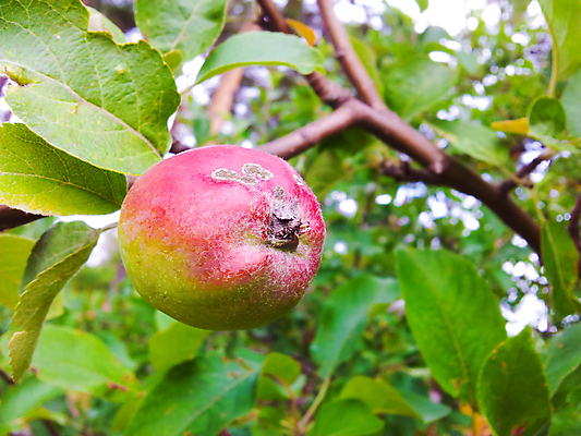 포토 JPG 해외이미지 나무 식물 계절 음식 과일 자연 건강 사람없음 빨간색 초록색 햇빛 수확 가을 나뭇가지 황무지 사과 숲 유기농 내추럴 고립 숙성 식용 해외202004 해외포토 웰빙 컬러 농업 태양 생태계 파일형식 이미지허브