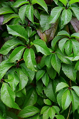 포토 JPG 해외이미지 식물 백그라운드 컨셉 잎 패턴 자연 벽지 추상 건강 사람없음 세로 초록색 여름 울타리 환경 정원 봄 젖음 촉촉함 성장 신선 닫기 관목 질감 상록수 내추럴 생태학 엘리먼트 그리너리 해외202004 해외포토 나무 계절 교육 컬러 무늬 모션 담장 생태계 파일형식 트랜드컬러 이미지허브