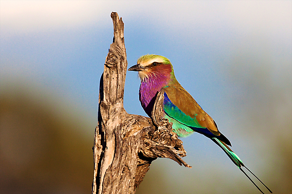 포토 JPG 해외이미지 야생동물 아프리카 조류 사람없음 가로 컬러풀 사파리 기중기 사바나 탄자니아 해외202004 해외포토 동물 나라 컬러 중장비 파일형식 이미지허브