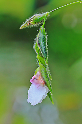 포토 JPG 해외이미지 식물 계절 꽃잎 꽃 줄기 백그라운드 잎 꽃무늬 자연 사람없음 초록색 여름 정원 봄 성장 벚꽃 흰색 내추럴 해외202004 해외포토 컬러 무늬 생태계 파일형식 이미지허브